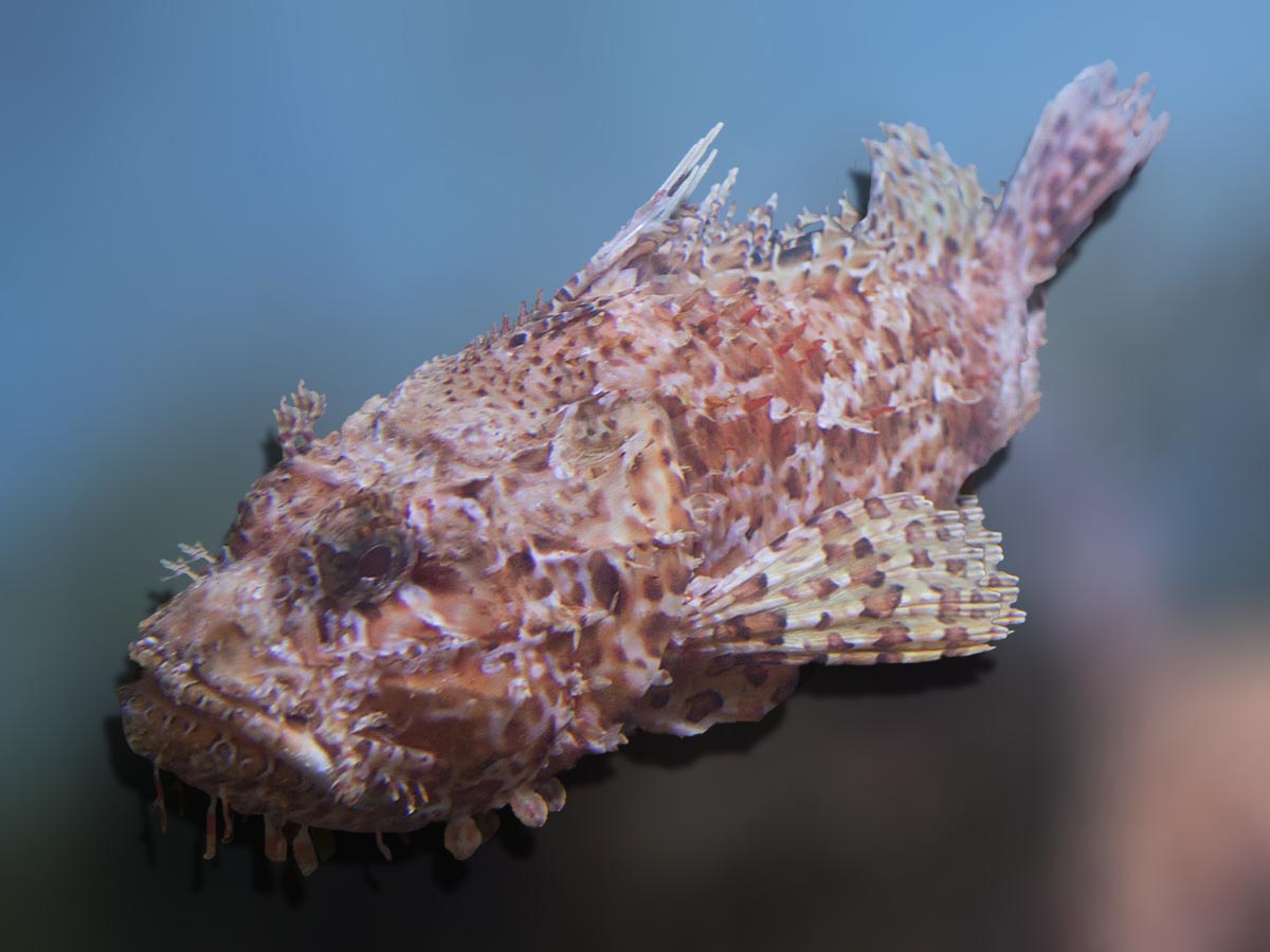 Scorpaena scrofa